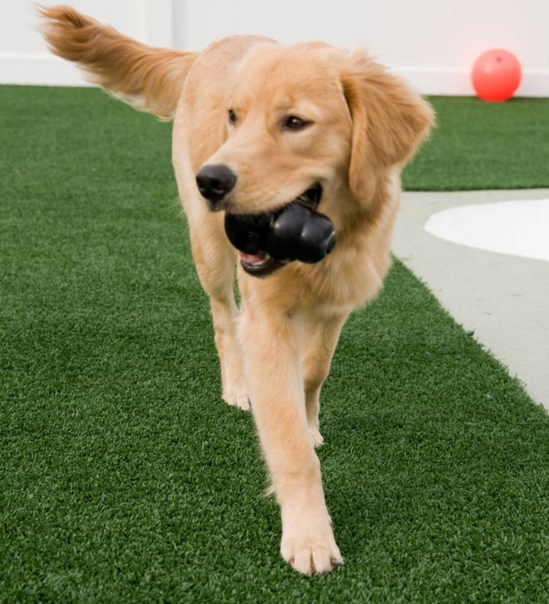 Artificial grass for dogs