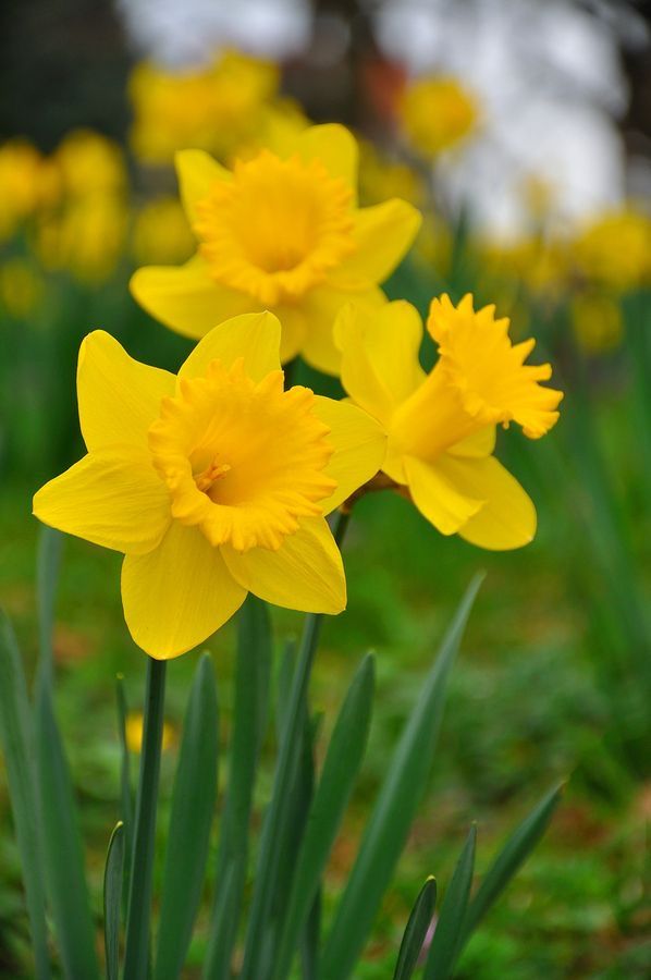spring flowers