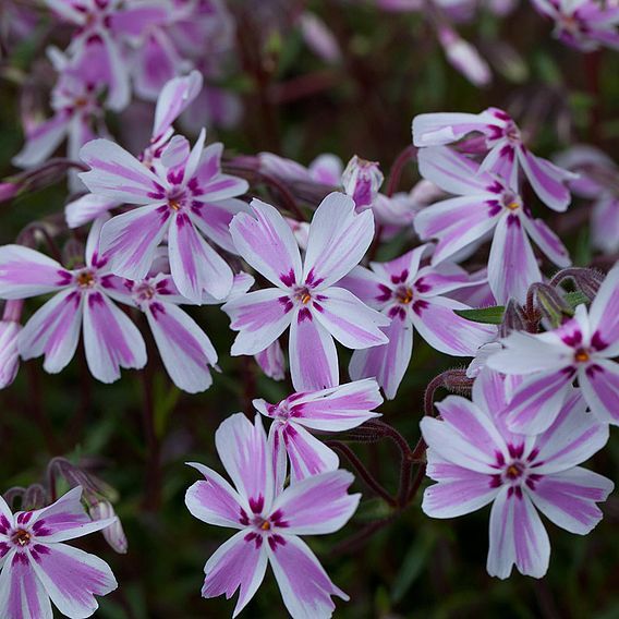 spring flowers