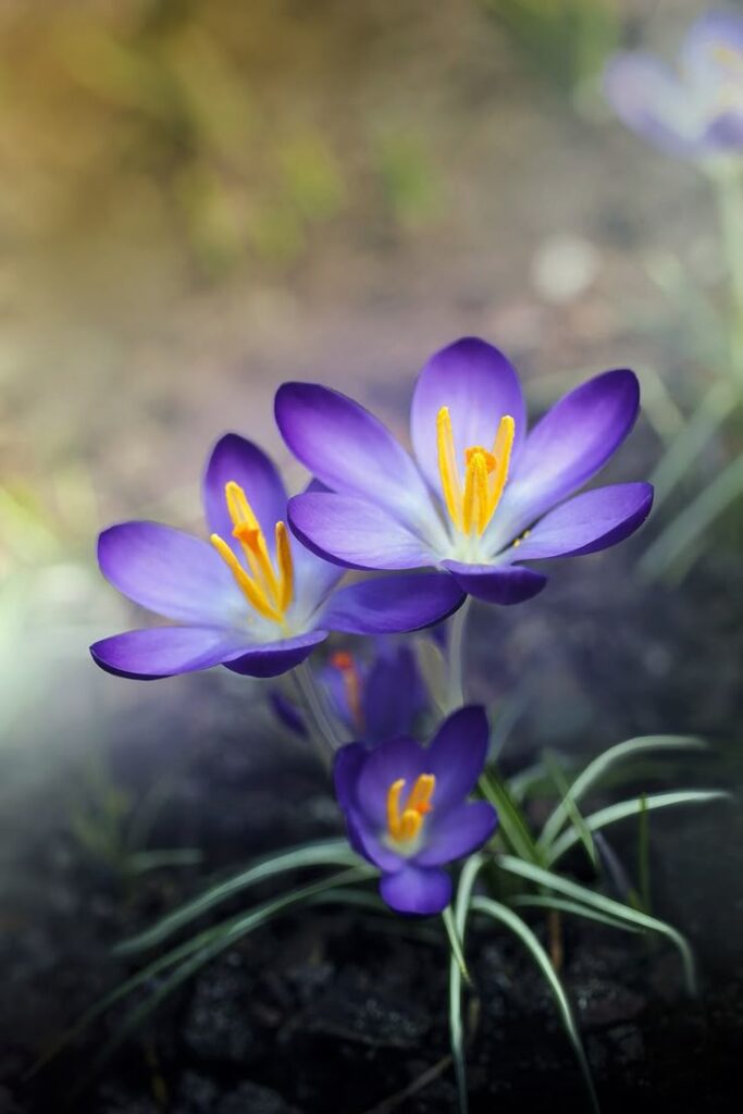spring flowers