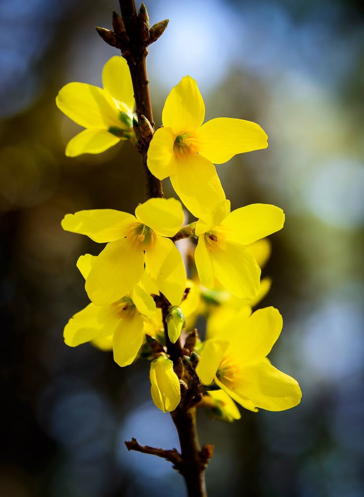 spring flowers