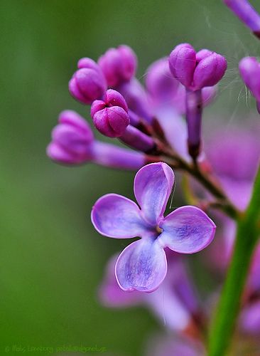 spring flowers
