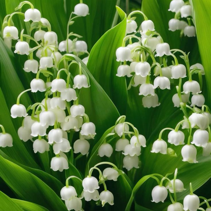 spring flowers