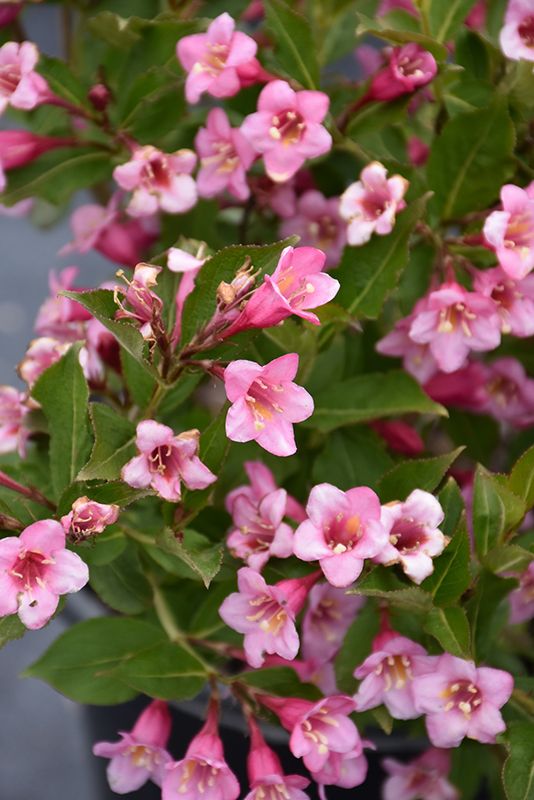 spring flowers
