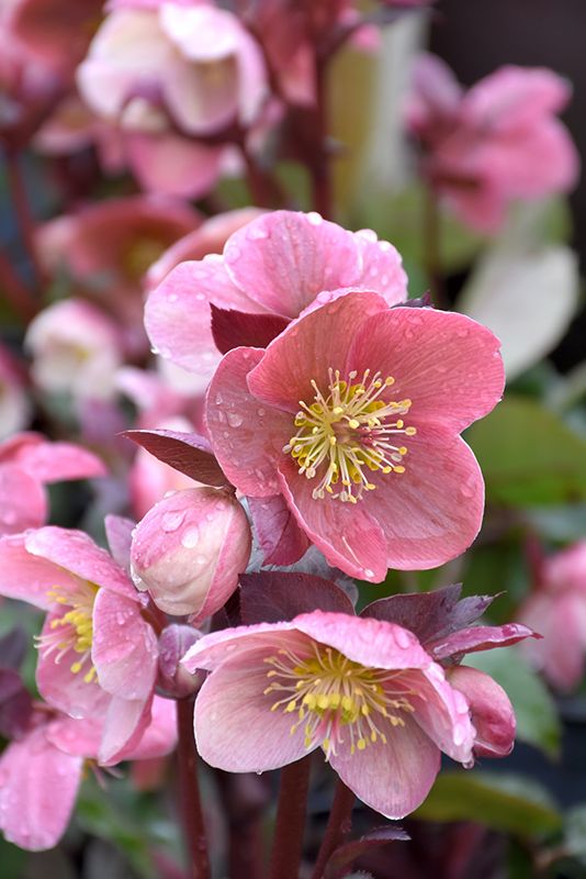 spring flowers