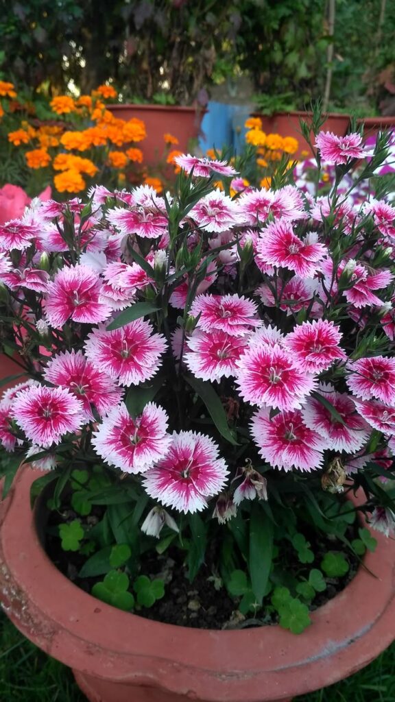 spring flowers