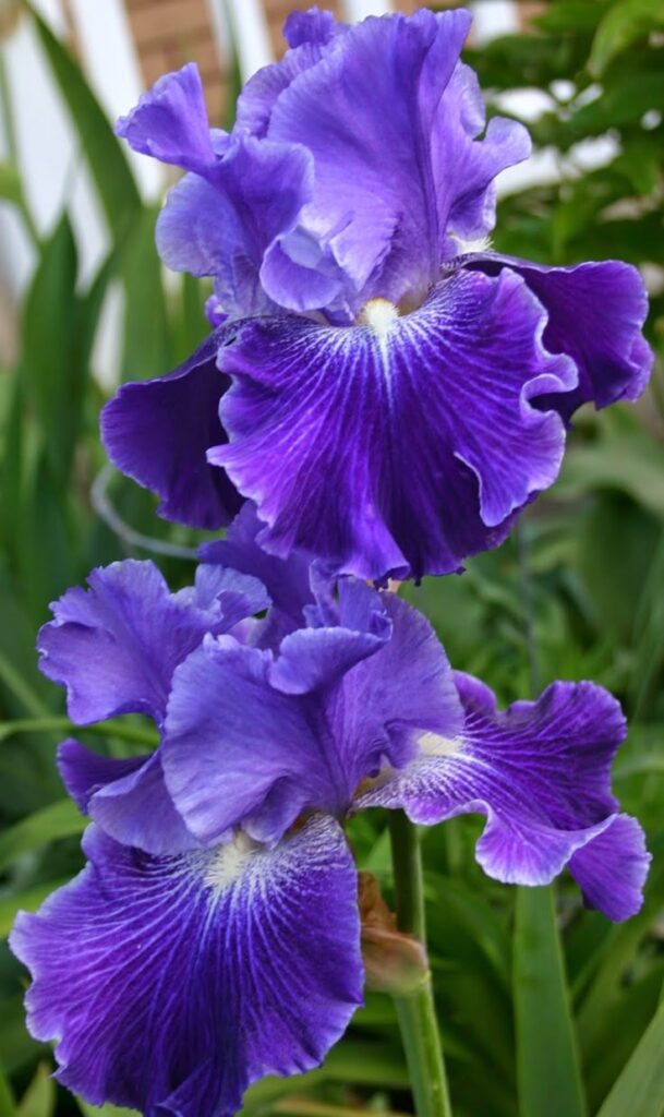 spring flowers
