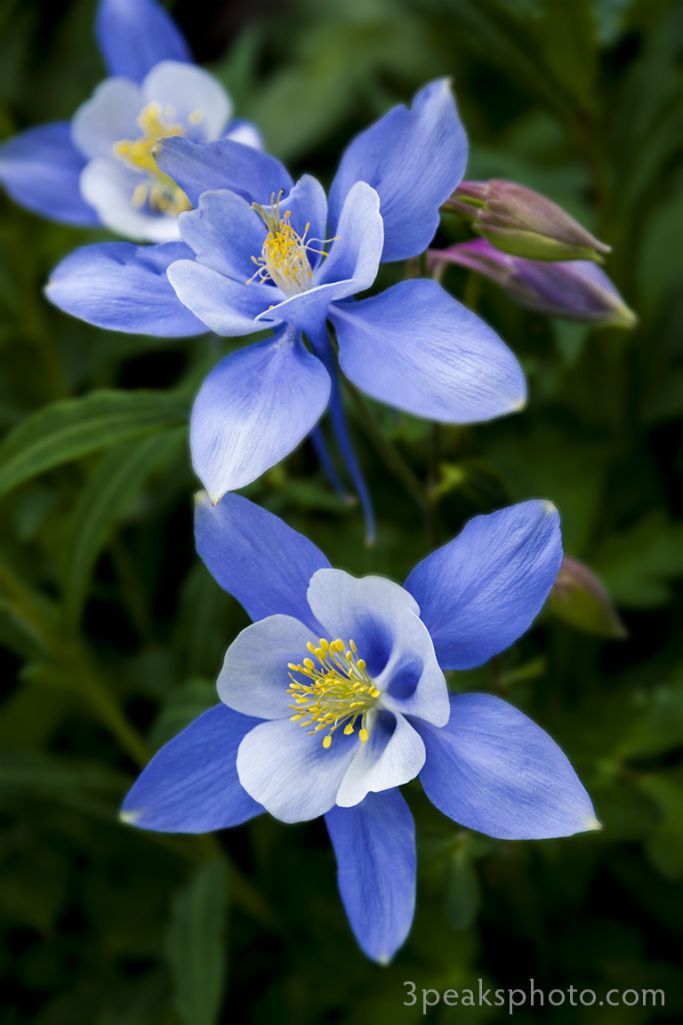 spring flowers