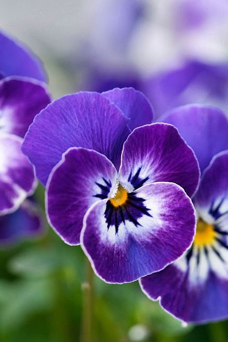 spring flowers
